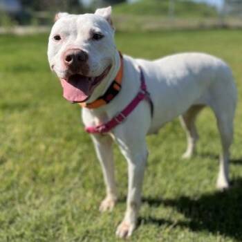 Queenie -  Mixed Breed Dog for Adoption in Janesville, Wisconsin - Queenie | PetCurious
