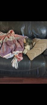 Stella -  Husky Dog for Adoption in Incline Village, Nevada - Stella | PetCurious