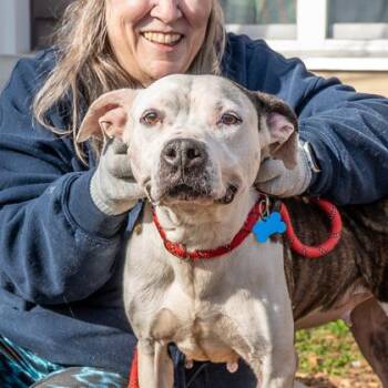 Mixed Breed Dogs Available for Adoption in Chamblee, Georgia - Petunia | PetCurious