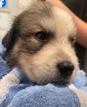 Addison Pups: George -  Great Pyrenees Dog for Adoption in Dallas, Texas - Addison Pups: George | PetCurious
