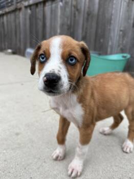 Willy -  Mixed Breed Dog for Adoption in Hillside, Illinois - Willy | PetCurious