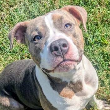 Emory -  Mixed Breed Dog for Adoption in Jeffersonville, Indiana - Emory | PetCurious