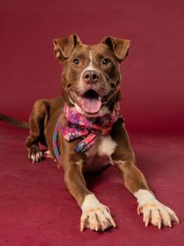 Frappe -  Pit Bull Terrier and Mixed Breed Dog for Adoption in Atlanta, Georgia - Frappe | PetCurious