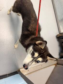 Pen 211 -  Siberian Husky Dog for Adoption in Lawrenceville, Georgia - Pen 211 | PetCurious