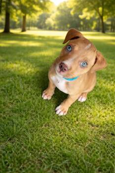 Mixed Breed Dogs Available for Adoption in Union Beach, New Jersey - Root | PetCurious