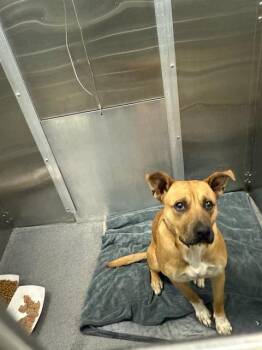 Rescue Mixed Breed Dogs for Adoption in Dallas, Texas - BRUNO | PetCurious
