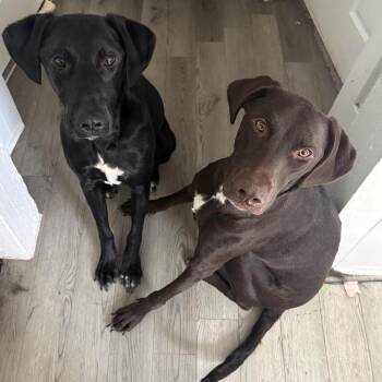 Drama -  German Shorthaired Pointer and Mixed Breed Dog for Adoption in Mooresville, North Carolina - Drama | PetCurious