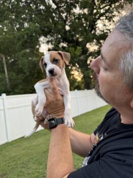 Toby -  Labrador Retriever and American Staffordshire Terrier Dog for Adoption in Willingboro, New Jersey - Toby | PetCurious
