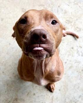 Stanley -  American Staffordshire Terrier Dog for Adoption in Covington, Louisiana - Stanley | PetCurious