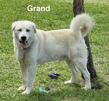 Grand -  Labrador Retriever and Great Pyrenees Dog for Adoption in Lucas, Texas - Grand | PetCurious