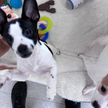 Pluto -  Shiba Inu and Mixed Breed Dog for Adoption in Dixon, Illinois - Pluto | PetCurious