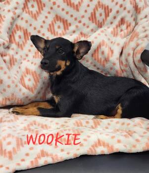 Rescue Terrier Dogs for Adoption in Momence, Illinois - Wookie | PetCurious
