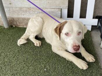 English Springer Spaniel and Mixed Breed Dogs Available for Adoption in Modesto, California - A609061 | PetCurious