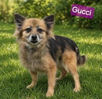 Pomeranian and Chihuahua Dogs Available for Adoption in Wheelersburg, Ohio - Gucci | PetCurious