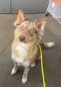 Australian Shepherd Dogs Available for Adoption - PRETTY GIRL | PetCurious