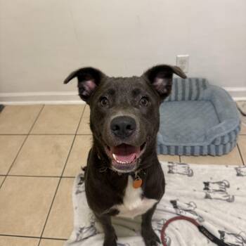 Oscar -  Pit Bull Terrier Dog for Adoption in Hendersonville, Tennessee - Oscar | PetCurious