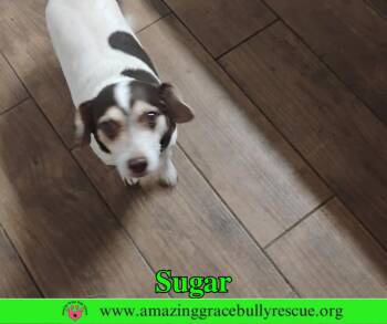 Sugar -  Beagle and Dachshund Dog for Adoption in Pensacola, Florida - Sugar | PetCurious
