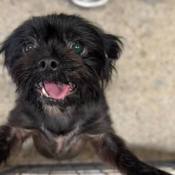 Muffin 10-2012 -  Shih Tzu and Mixed Breed Dog for Adoption in Tyrone, Georgia - Muffin 10-2012 | PetCurious