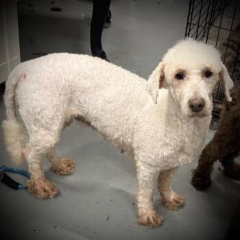Rescue Poodle and Golden Retriever Dogs for Adoption in Lakewood Ranch, Florida - Carol | PetCurious