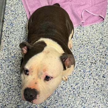 English Bulldog Dogs Available for Adoption in Greenville, South Carolina - Parfait | PetCurious
