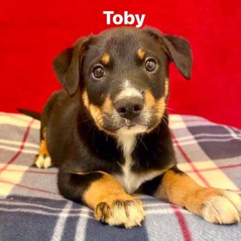 Mixed Breed Dogs Available for Adoption in Pekin, Illinois - Toby | PetCurious