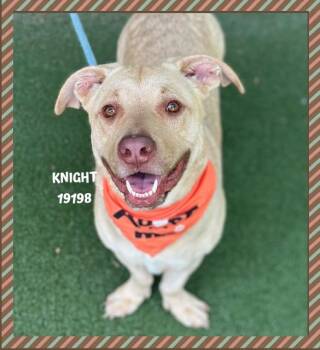 Pit Bull Terrier Dogs Available for Adoption in Marietta, Georgia - KNIGHT | PetCurious