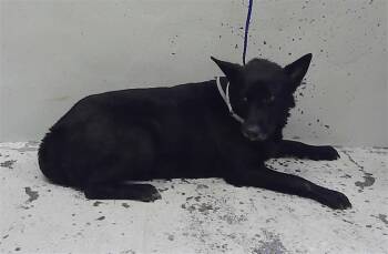 Staffordshire Bull Terrier and Mixed Breed Dogs Available for Adoption in Houston, Texas - LOLLY | PetCurious