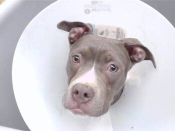 Boxer and Mixed Breed Dogs Available for Adoption - DRAGON | PetCurious