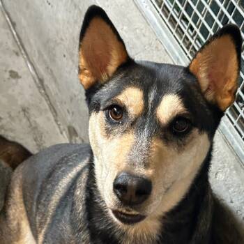 Rescue Labrador Retriever Dogs for Adoption in Los Angeles, California - Daisy A2237389 | PetCurious