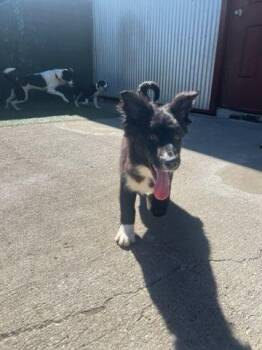 Border Collie and Australian Shepherd Dogs Available for Adoption in Lexington, Kentucky - Ivy | PetCurious