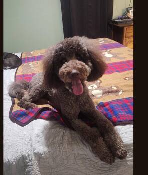 Burke - Best Boy Potential -  Golden Retriever and Standard Poodle Dog for Adoption in Ocean Township, New Jersey - Burke - Best Boy Potential | PetCurious