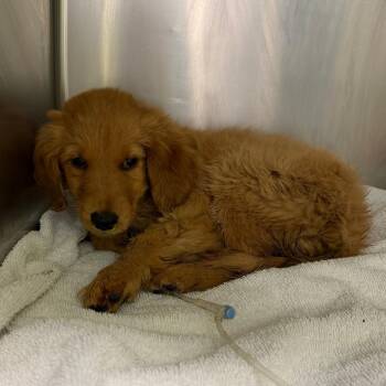 Golden Retriever Dogs Available for Adoption in Austin, Texas - Merida | PetCurious