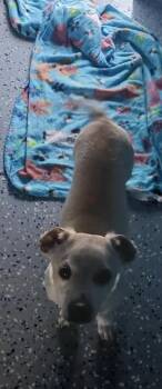 Dude -  Dachshund and Chihuahua Dog for Adoption in Benson, Arizona - Dude | PetCurious
