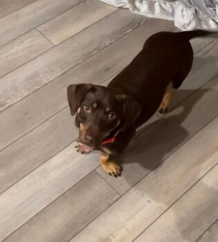 Chloe -  Dachshund Dog for Adoption in Jacksonville, Florida - Chloe | PetCurious
