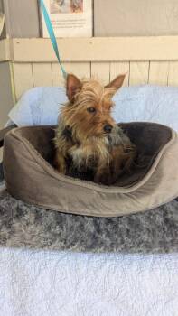 Star -  Yorkshire Terrier Dog for Adoption in Fort Worth, Texas - Star | PetCurious