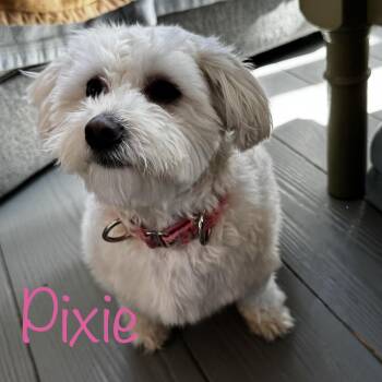 Poodle and Maltipoo Dogs Available for Adoption - Pixie | PetCurious