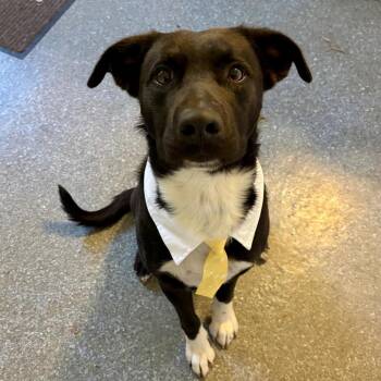 Wrigley -  Labrador Retriever and Collie Dog for Adoption in Metamora, Michigan - Wrigley | PetCurious