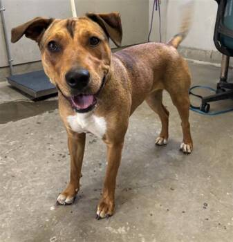 BELGIUM -  Pit Bull Terrier and Mixed Breed Dog for Adoption in Camarillo, California - BELGIUM | PetCurious