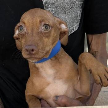 Chucky -  Chihuahua Dog for Adoption in San Gabriel, California - Chucky | PetCurious