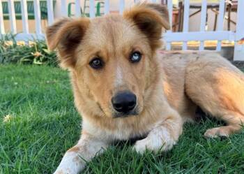 CHAVO -  Siberian Husky and German Shepherd Dog Dog for Adoption in San Clemente, California - CHAVO | PetCurious