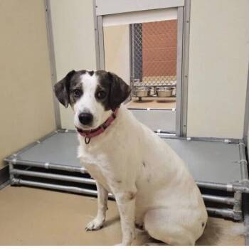 Lyla -  Hound and Mixed Breed Dog for Adoption in Falls Church, Virginia - Lyla | PetCurious