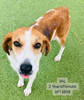 Hound and Mixed Breed Dogs Available for Adoption - Val | PetCurious