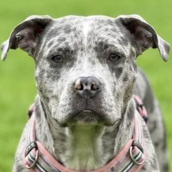 Sparkles -  Pit Bull Terrier Dog for Adoption in Las Vegas, Nevada - Sparkles | PetCurious