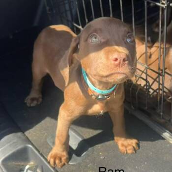 Chocolate Labrador Retriever Dogs Available for Adoption in Starkville, Mississippi - Ram | PetCurious