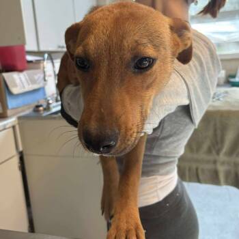 Rescue Mixed Breed Dogs for Adoption in Huntington, West Virginia - Divina | PetCurious