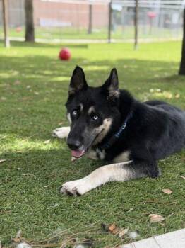 Lykos - 1 -  German Shepherd Dog and Husky Dog for Adoption in Daytona Beach, Florida - Lykos - 1 | PetCurious