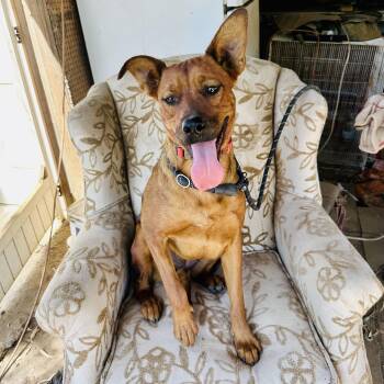 Rescue Boxer and German Shepherd Dog Dogs for Adoption in Los Angeles, California - Sage~ Affectionate And Friendly | PetCurious