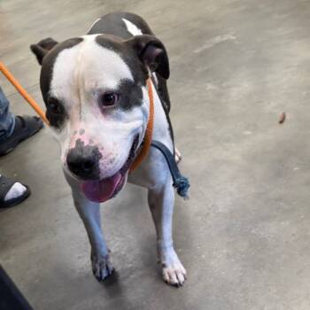 Rescue Terrier and Mixed Breed Dogs for Adoption in Tampa, Florida - Champ | PetCurious