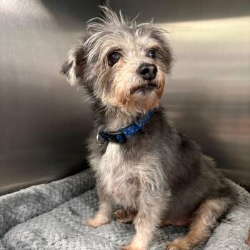 Schnauzer and Mixed Breed Dogs Available for Adoption - Tellick | PetCurious