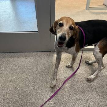 Mixed Breed Dogs Available for Adoption - Chevy | PetCurious